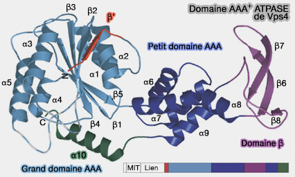 Domaine AAA+ ATPase de Vps4