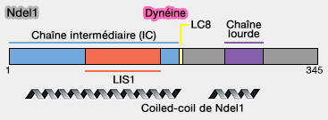 Structure et liaisons de Ndel1/Nde1