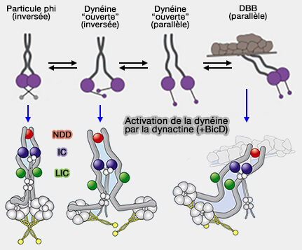 Activation de la dynéine par la dynactine (+BicD)