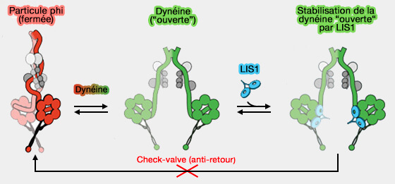 Stabilisation de la conformation " ouverte " de la dynéine par LIS1
