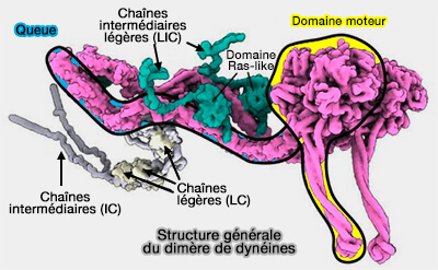 Structure générale du dimère de dynéines