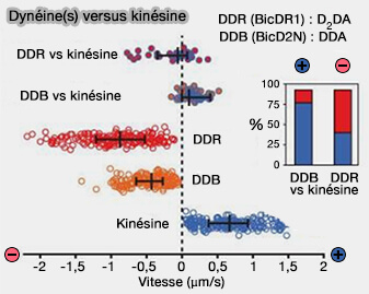 Dynéine(s) versus kinésine