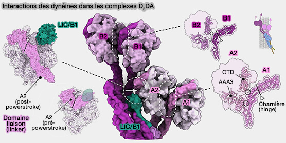Interactions des dynéines dans les complexes D2DA