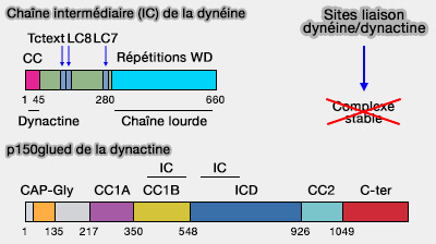Liaison IC (dynéine)/p150glued (dynactine