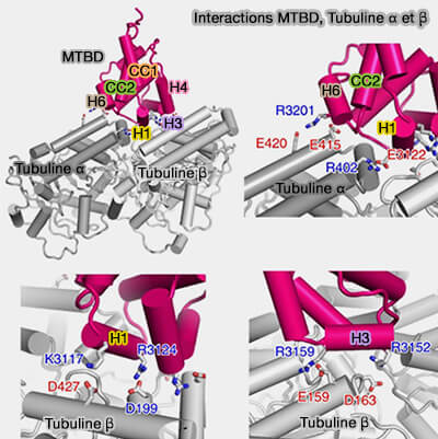 Interactions MTBD/tubulines