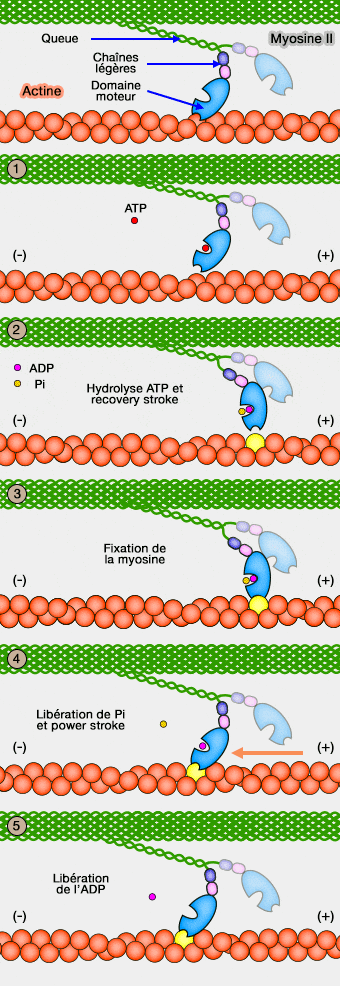 Liaison myosine-actine