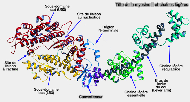 Tête de la myosine II et chaînes légères