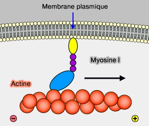 Myosine I