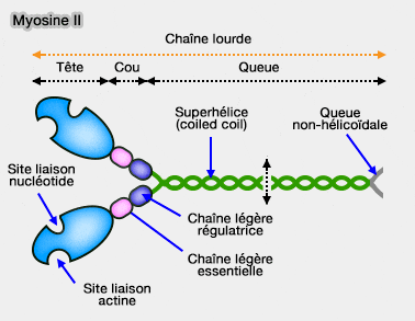 Structure de la myosine II