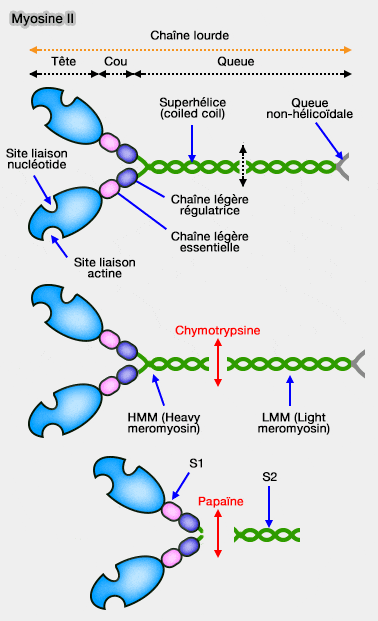 Structure de la myosine II et clivages protéolytiques
