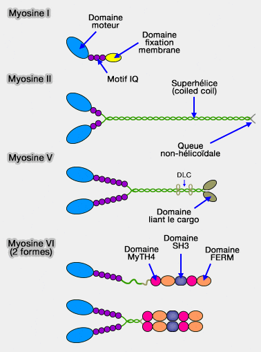 Structure de quelques myosines