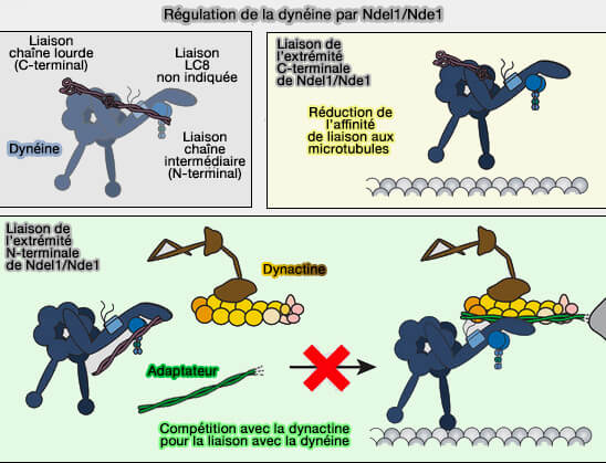 Régulation de la dynéine par Ndel1/Nde1