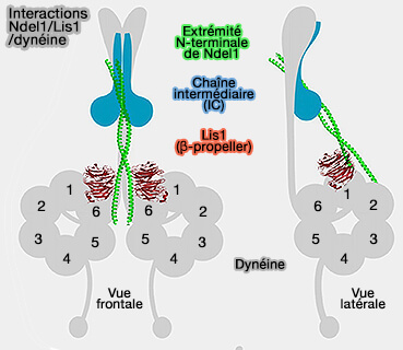 Interactions Ndel1/Lis1 /dynéine