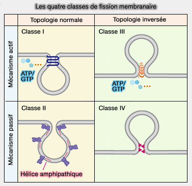 Les quatre classes de fission membranaire