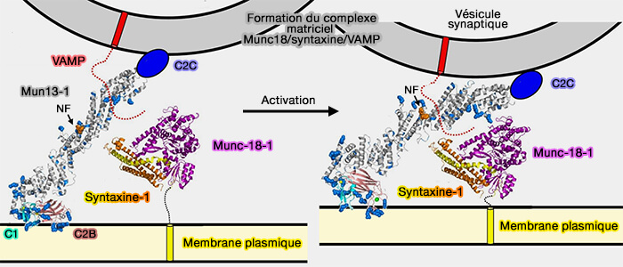 Formation du complexe matriciel Munc18/syntaxine/VAMP