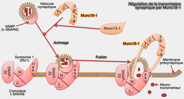 Régulation de la transmission synaptique par Munc18-1