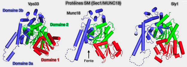 Protéines SM (Sec1/Munc18)