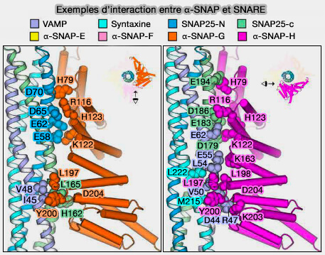 Exemples d’interaction entre a-SNAP et SNARE