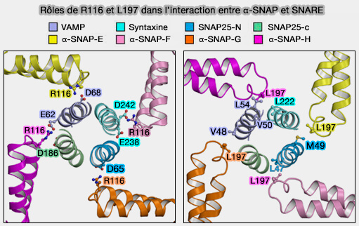 Rôles de R116 et L197 dans l'interaction entre α-SNAP et SNARE