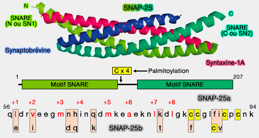 Structure de SNAP-25