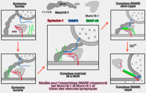 Modèle pour l'assemblage SNARE et fusion des vésicules synaptiques