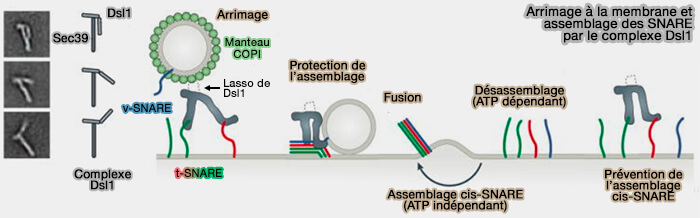 Arrimage à la membrane et assemblage des SNARE par le complexe Dsl1