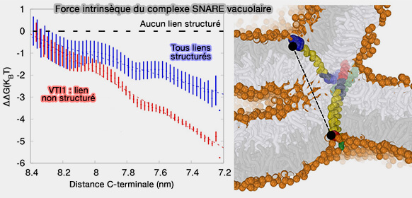 Force intrinsèque du complexe SNARE vacuolaire
