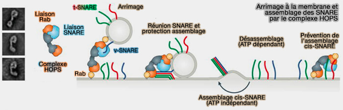 Arrimage à la membrane et assemblage des SNARE par le complexe HOPS