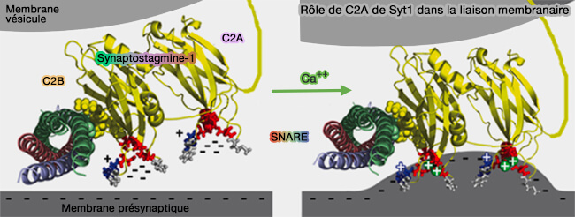 Rôle de C2A de Syt1 dans la liaison membranaire
