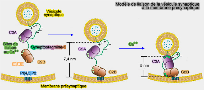 Modèle de liaison de la vésicule synaptiqueà la membrane présynaptique