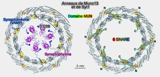 Anneau de Syt1/Munc13 avec la synaptophysine et VAMP