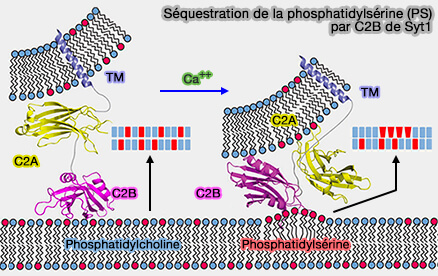 Séquestration de la phosphatidylsérine (PS) par C2B de Syt1