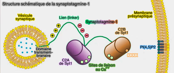 Structure schématique de la synaptotagmine-1