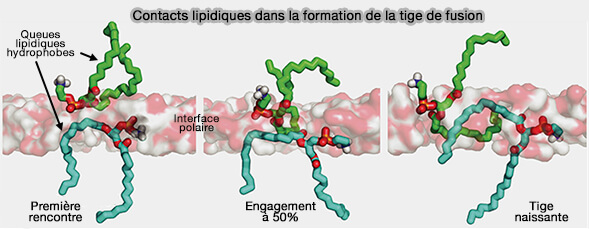 Contacts lipidiques dans la formation de la tige de fusion