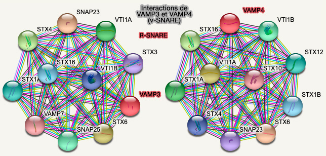 Interactions de VAMP3 et VAMP4