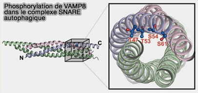 Sites de phosphorylation de VAMP8