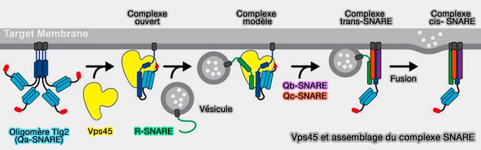 Vps45 et assemblage du complexe SNARE