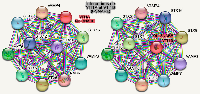 Interactions de VTI1A et VTI1B