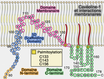 Cavéoline-1 et interactions membranaires