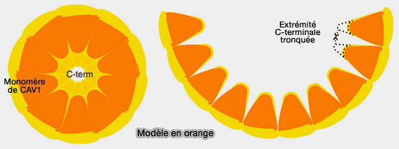 Complexe 8S et modèle en orange