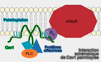 Cav1 palmitoylée et interactions