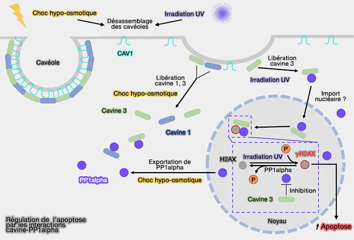 Régulation de l'apoptose par les interactions cavine-PP1alpha 