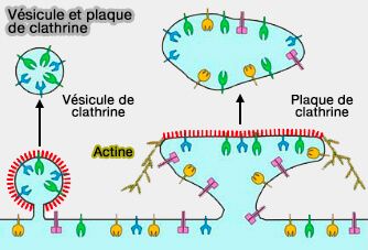 Vésicule et plaque de clathrine