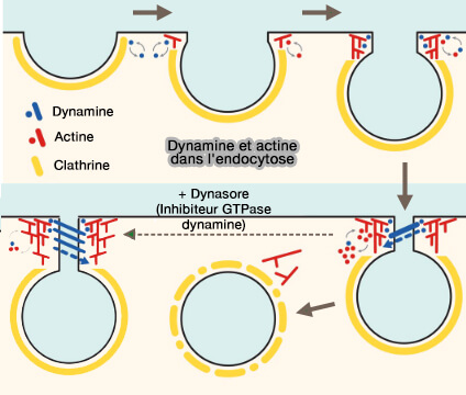 Dynamine et actine dans l'endocytose clathrine-dépendante