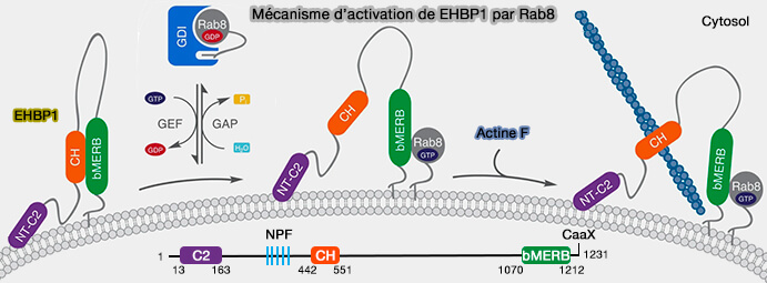 Mécanisme d’activation de EHBP1 par Rab8