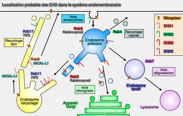 Localisation probable des EHD dans le système endomembranaire