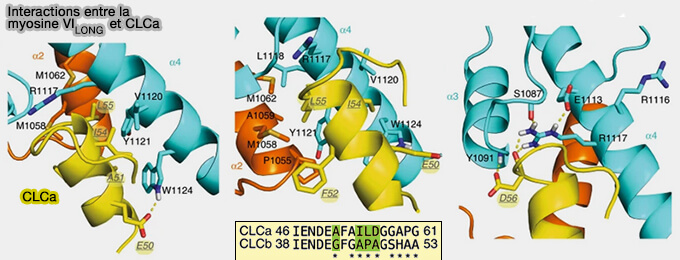 Interactions entre la myosine VILONG et CLCa