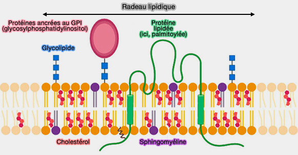 Structure des radeaux lipidiques
