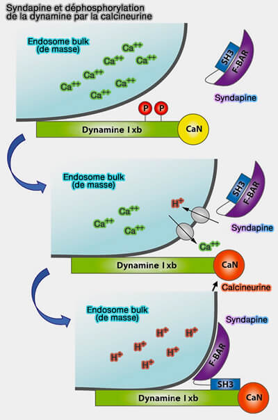 Syndapine et déphosphorylation de la dynamine
par la calcineurine 