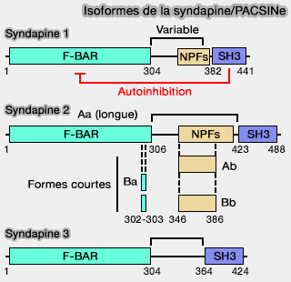 Isoformes de la syndapine/PACSINe